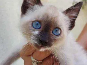Gato raça Srd idade 2 a 6 meses nome Chloe bb linda 
