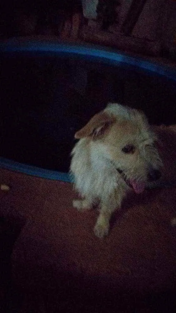 Cachorro raça Sem raça idade 1 ano nome Luke