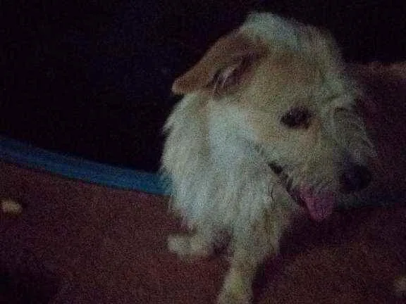 Cachorro raça Sem raça idade 1 ano nome Luke