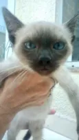 Miao bb lindo 
