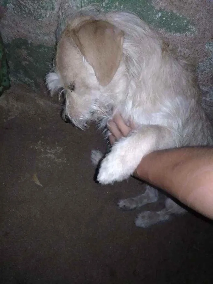 Cachorro raça Sem raça idade 1 ano nome Luke