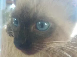 Gato raça Srd  idade 2 a 6 meses nome Miao bb lindo 