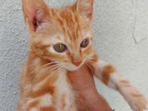 Gato raça Srd idade 2 a 6 meses nome Tutti bb lindo 