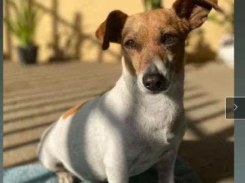 Cachorro ra a Mestiça Terrier idade 6 ou mais anos nome Lucy 