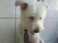 Duque