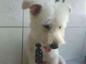 Cachorro raça Srd idade 1 ano nome Duque