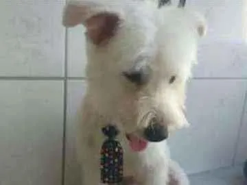 Cachorro ra a Srd idade 1 ano nome Duque