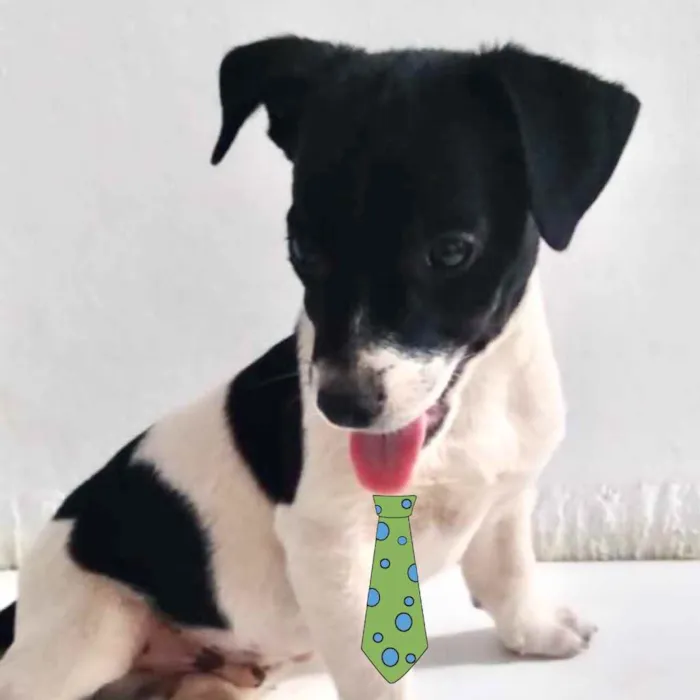 Cachorro ra a Mestiço  idade 2 a 6 meses nome Ralf 