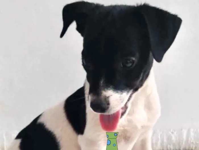 Cachorro ra a Mestiço  idade 2 a 6 meses nome Ralf 