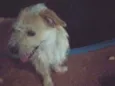 Luke