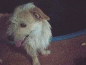 Cachorro raça Sem raça idade 1 ano nome Luke