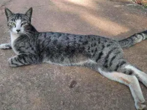 Gato raça SRD idade 7 a 11 meses nome Bud