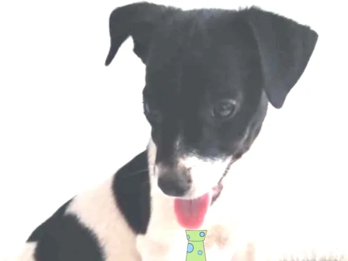 Cachorro ra a Mestiço  idade 2 a 6 meses nome Ralf 