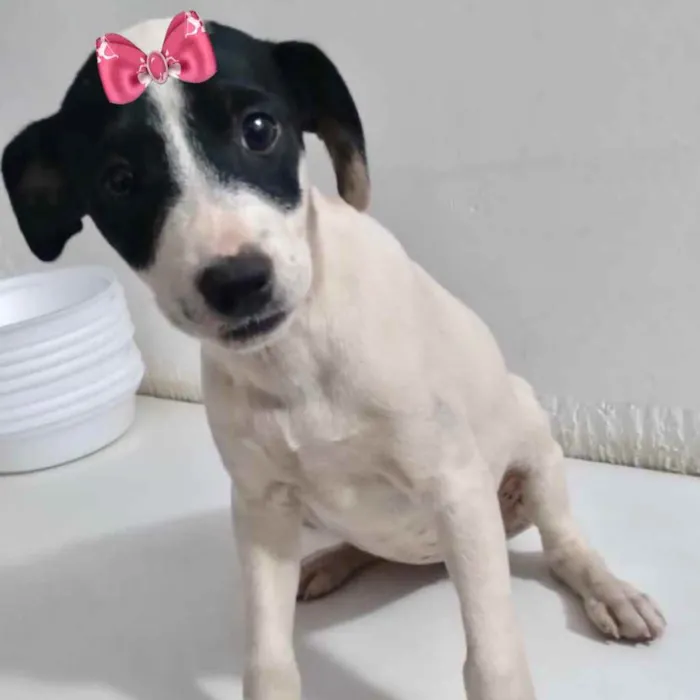 Cachorro ra a Mestiça  idade 2 a 6 meses nome Kiara 