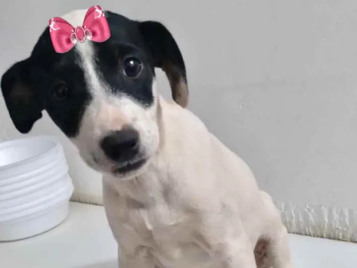 Cachorro ra a Mestiça  idade 2 a 6 meses nome Kiara 
