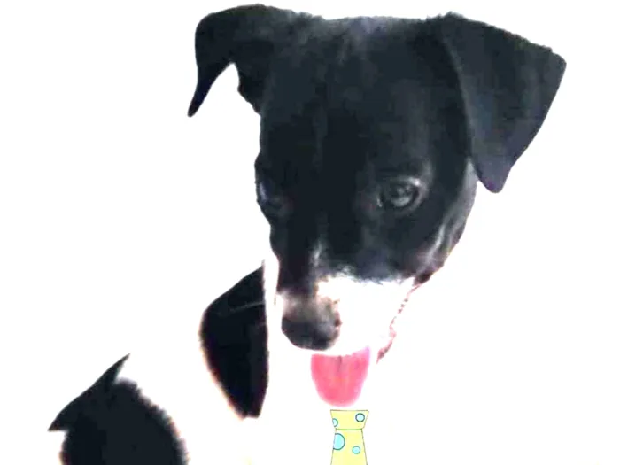 Cachorro ra a Mestiço  idade 2 a 6 meses nome Ralf 