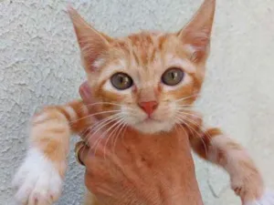 Gato raça Srd idade 2 a 6 meses nome Marie  bb linda 