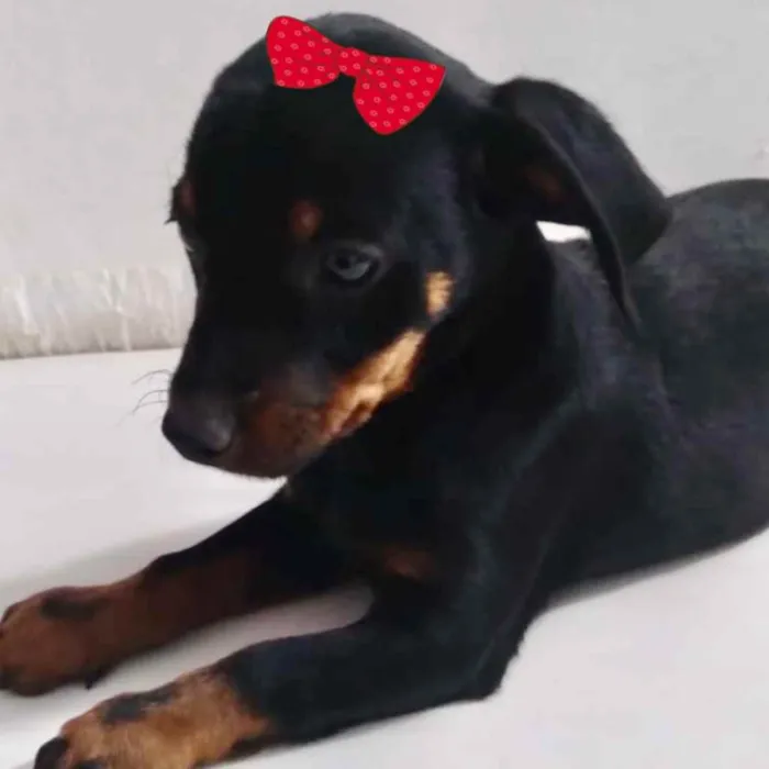 Cachorro ra a Mestiça  idade 2 a 6 meses nome Jade 