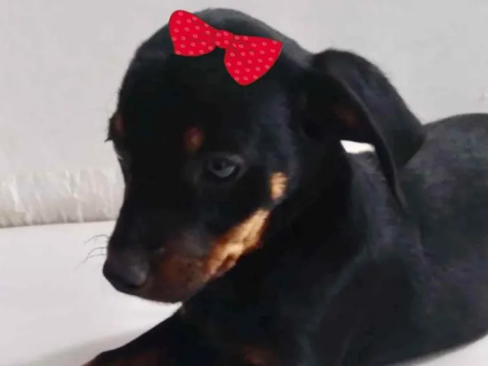 Cachorro ra a Mestiça  idade 2 a 6 meses nome Jade 