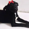 Rubi 