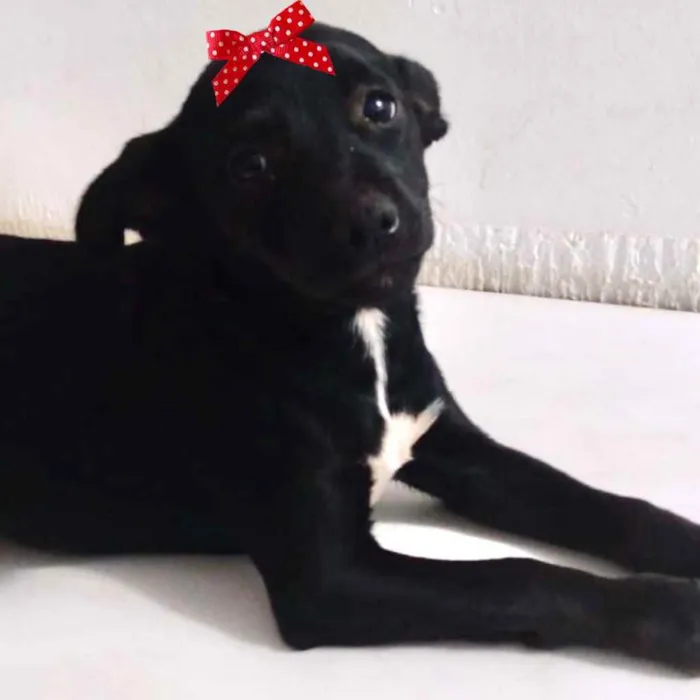 Cachorro ra a Mestiça  idade 2 a 6 meses nome Rubi 