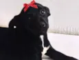 Rubi 