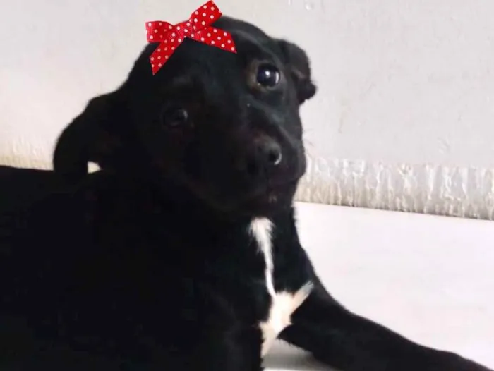 Cachorro ra a Mestiça  idade 2 a 6 meses nome Rubi 