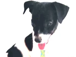 Cachorro raça Mestiço  idade 2 a 6 meses nome Ralf 