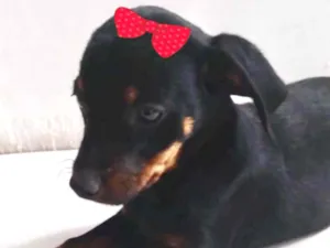Cachorro raça Mestiça  idade 2 a 6 meses nome Jade 