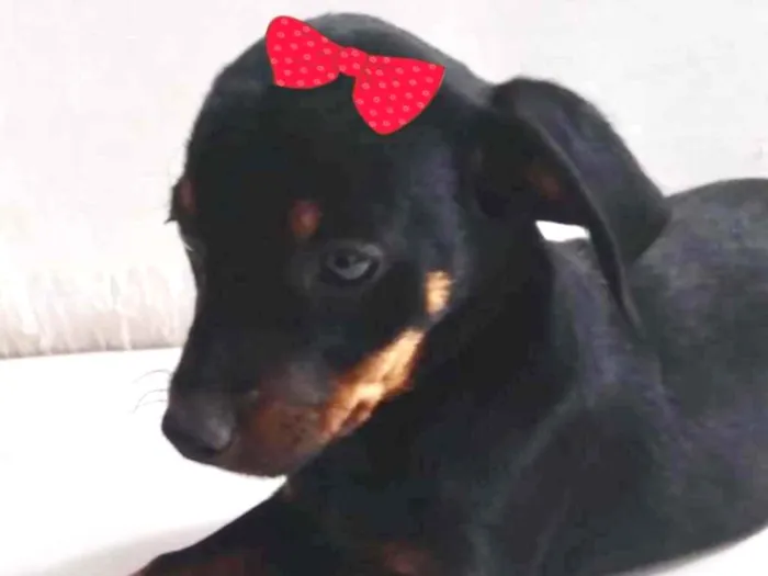 Cachorro ra a Mestiça  idade 2 a 6 meses nome Jade 