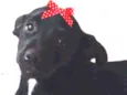 Rubi 