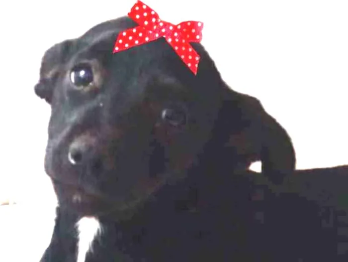 Cachorro ra a Mestiça  idade 2 a 6 meses nome Rubi 