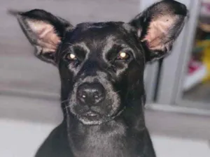 Cachorro raça Vira-lata idade 5 anos nome Lunna