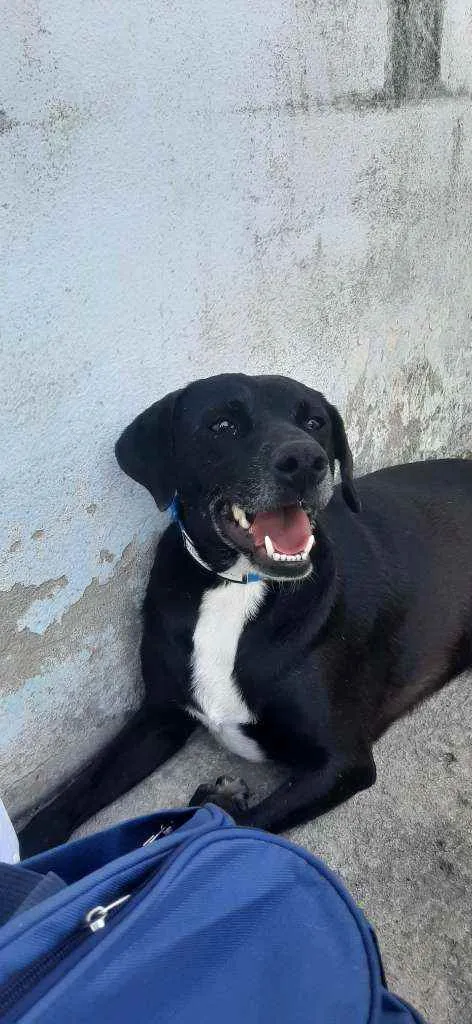 Cachorro ra a SRD idade 2 anos nome Negresco 