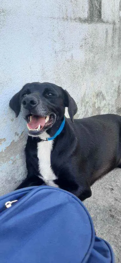 Cachorro ra a SRD idade 2 anos nome Negresco 