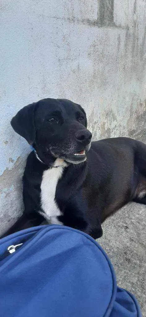 Cachorro ra a SRD idade 2 anos nome Negresco 