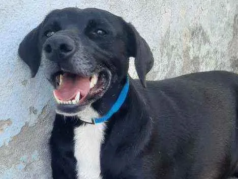 Cachorro ra a SRD idade 2 anos nome Negresco 