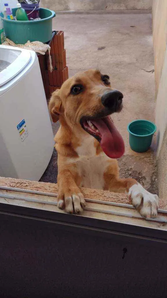 Cachorro ra a Vira lata com Pastor Alemão idade 2 a 6 meses nome Mel