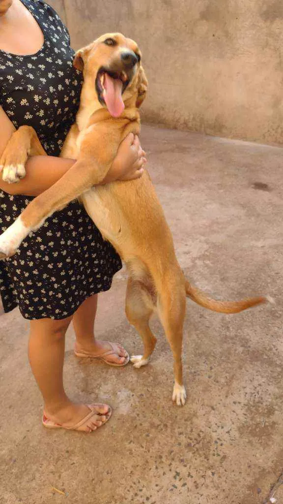 Cachorro ra a Vira lata com Pastor Alemão idade 2 a 6 meses nome Mel