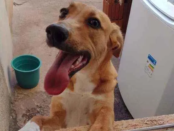 Cachorro ra a Vira lata com Pastor Alemão idade 2 a 6 meses nome Mel