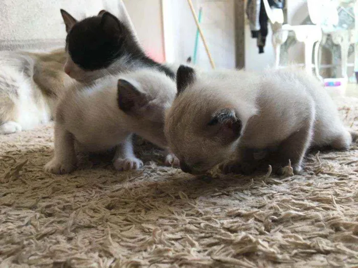 Gato ra a Sem raça definida  idade Abaixo de 2 meses nome Filhotes 