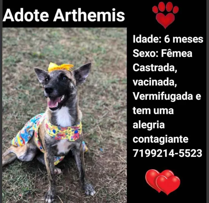 Cachorro raça Srd idade 2 a 6 meses nome Arthemis castrada