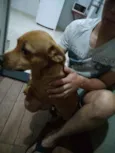 Caramelo
