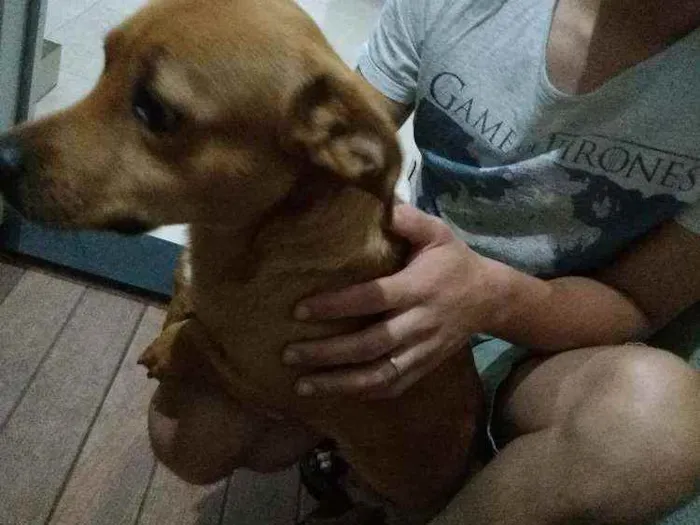 Cachorro ra a  idade 7 a 11 meses nome Caramelo