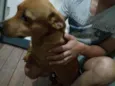 Caramelo