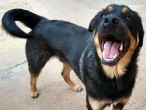 Cachorro raça SRD-ViraLata idade 1 ano nome Gabriel