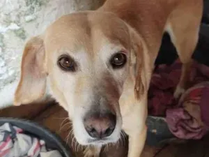 Cachorro raça SRD-ViraLata idade 4 anos nome Cássio