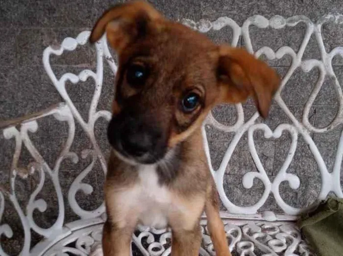 Cachorro ra a SRD idade 2 a 6 meses nome Duda e Jana