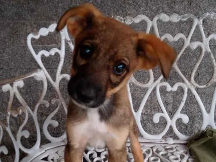 Cachorro ra a SRD idade 2 a 6 meses nome Duda e Jana