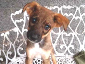 Cachorro raça SRD idade 2 a 6 meses nome Duda e Jana